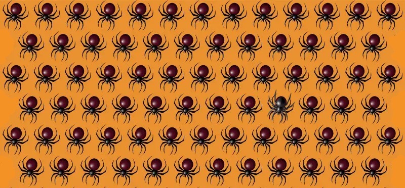 Encontre a aranha diferente em apenas 12 segundos