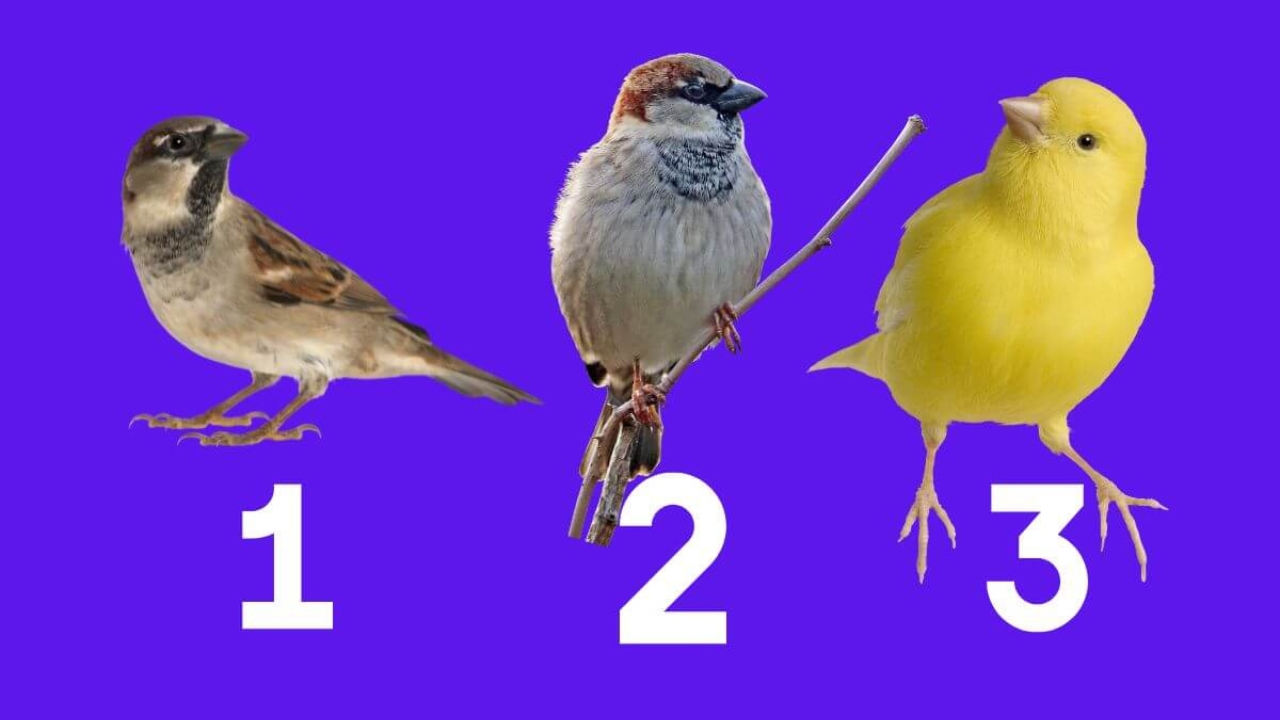 Escolha um pássaro