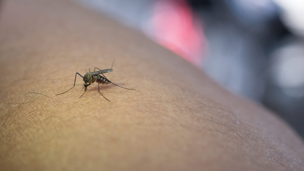População deve sofrer com a disseminação de DESTAS doenças virais por causa do El Niño Mosquito