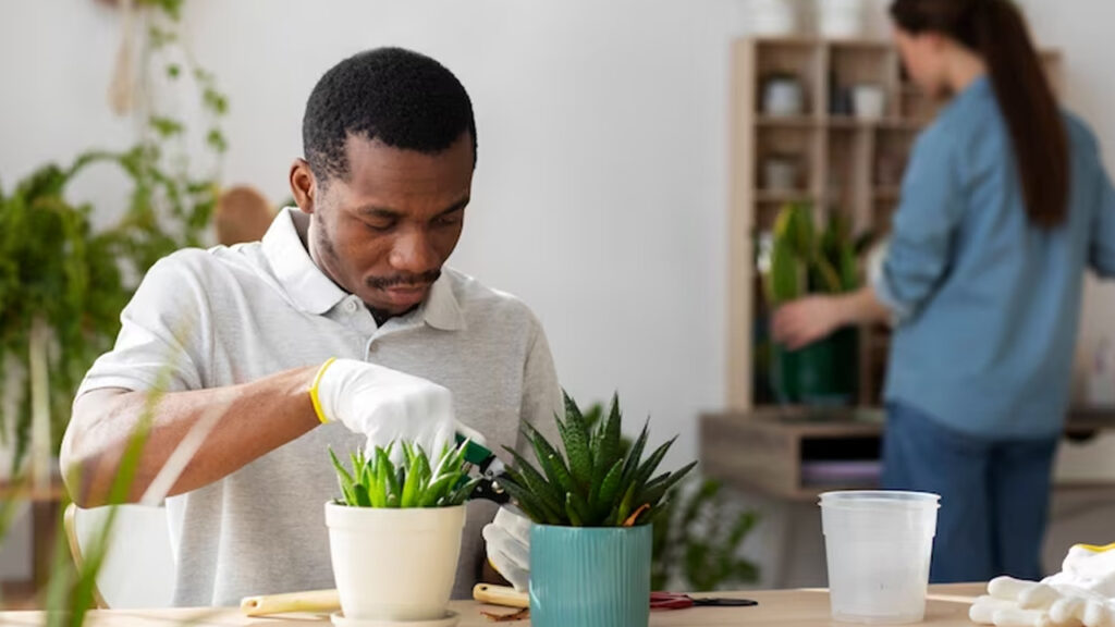 Estas dicas importantes vão te ajudar a cultivar plantas em casa Cultivando plantas em casa