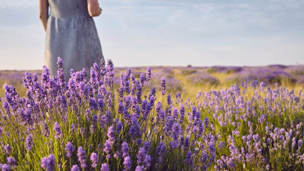 6 plantas que são ótimos repelentes e vão te assustar ao afastar os mosquitos em casa Plantação de lavanda