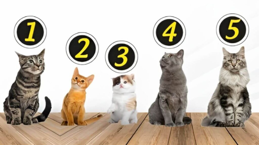 Escolha um gato e descubra o que as outras pessoas pensam sobre você Teste escolha um gato