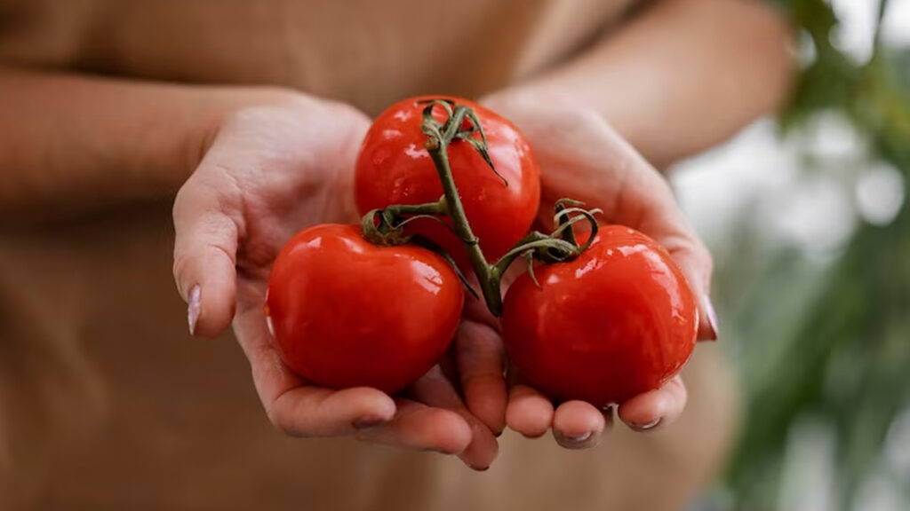 Estas dicas importantes vão te entregar tomates docinhos e suculentos Tomate