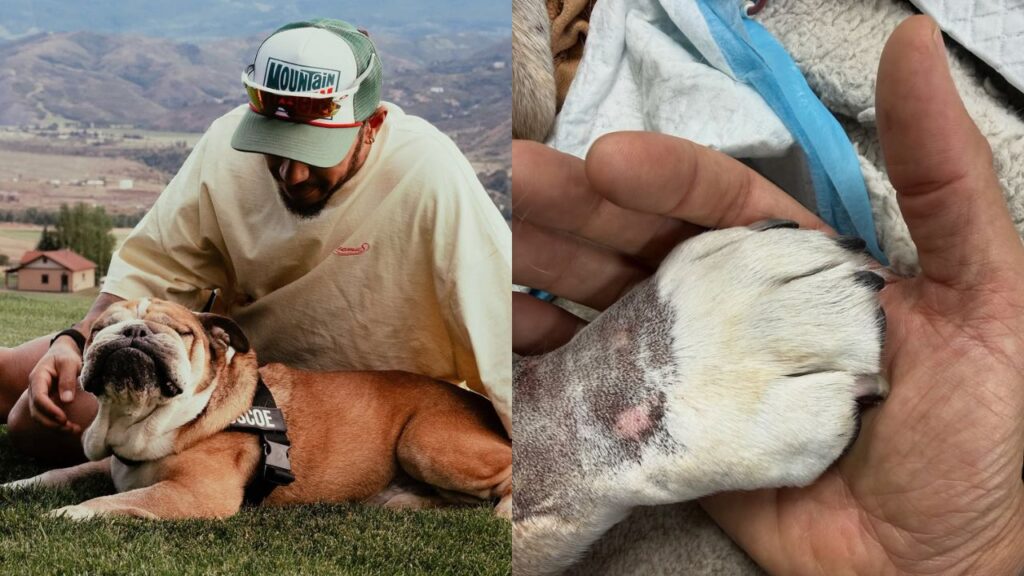 Lewis Hamilton e Roscoe