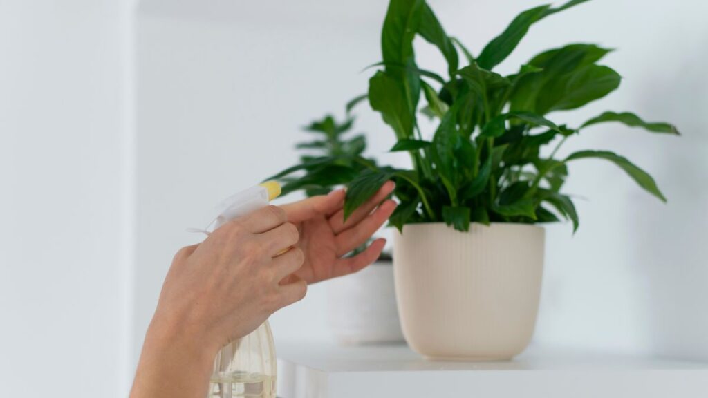 Conheça a planta ideal para banheiros úmidos: evita mofo e dar frescor ao ambiente Conheça a planta ideal para banheiros úmidos: evita mofo e dar frescor ao ambiente