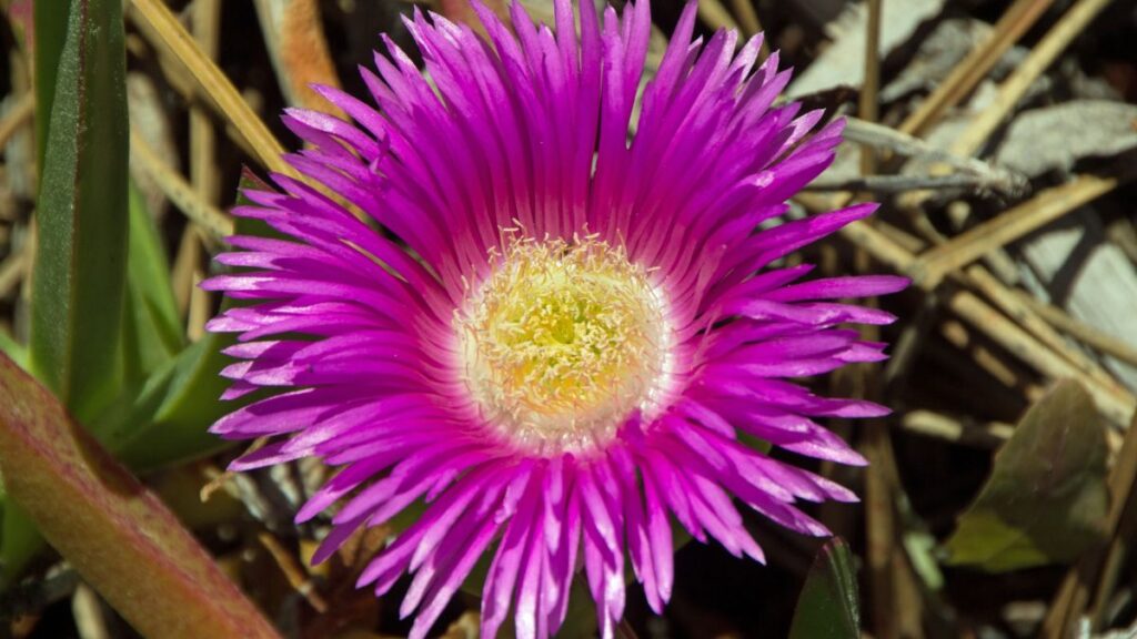 A planta que resiste ao sol mais forte do verão e floresce mesmo em solos pobres
