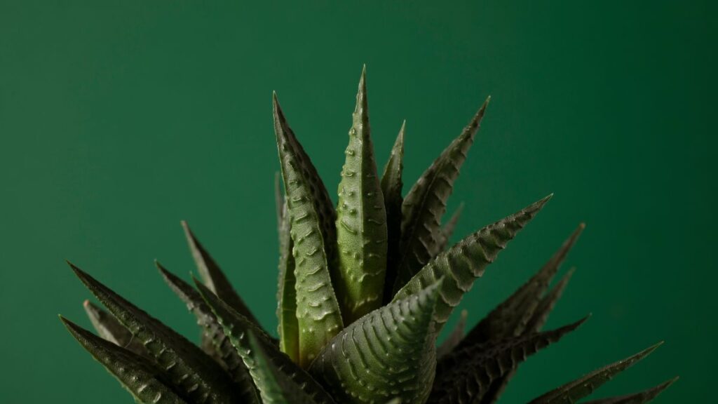Conheça a planta que cresce sozinha e deixa qualquer canto da casa mais bonito sem esforço
