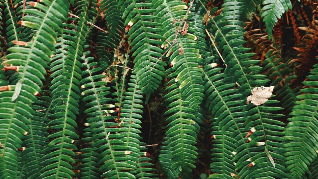 Conheça plantas ideais para trazer alegria ao ambiente e afastar a tristeza Conheça plantas ideais para trazer alegria ao ambiente e afastar a tristeza
