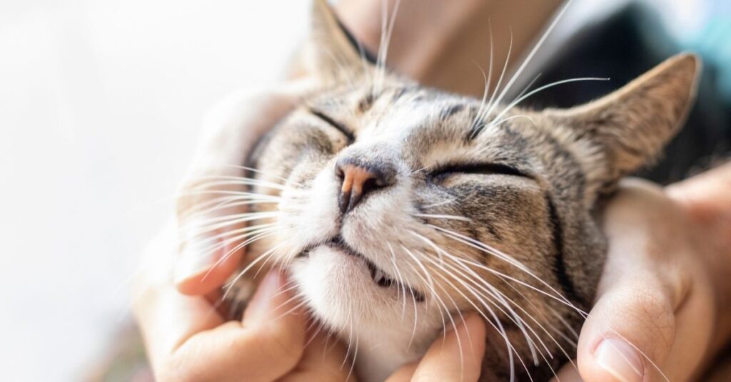Gato com expressão relaxada recebendo carinho no rosto, mostrando sinais de conforto e bem-estar, em contraste com comportamentos de estresse analisados no estudo.