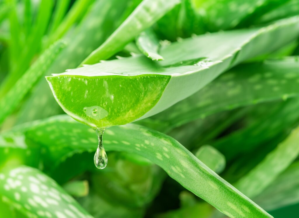 Aprenda a plantar babosa em casa e tenha acesso ao gel curativo mais poderoso da natureza 1 Folha de babosa recém-cortada liberando o gel transparente, destacando suas propriedades hidratantes e curativas.