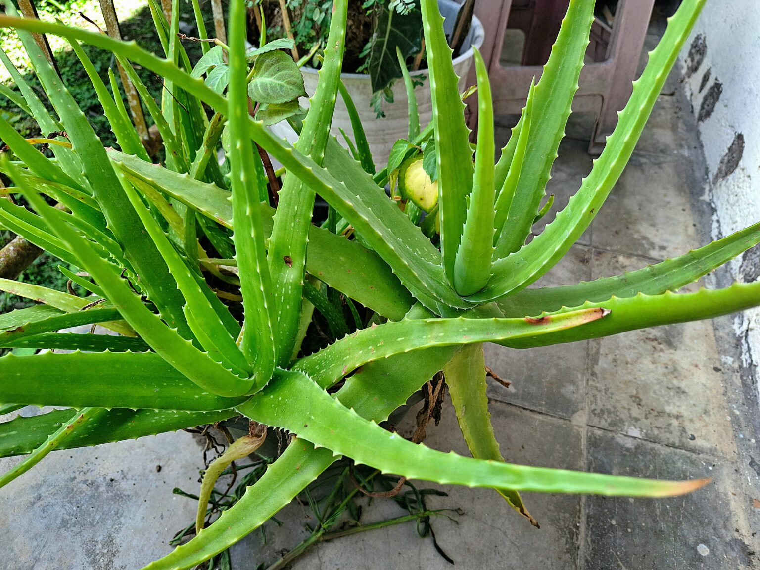 Aprenda a plantar babosa em casa e tenha acesso ao gel curativo mais poderoso da natureza Planta de babosa com folhas longas e verdes em vaso externo, mostrando o cultivo doméstico da Aloe vera.