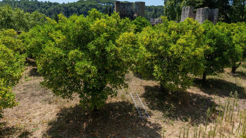 Árvores frutíferas ideais para quintais e jardins; aproveite o espaço e colha em casa