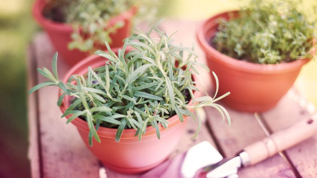 As melhores plantas aromáticas que ajudam afastar cupins As melhores plantas aromáticas que ajudam afastar cupins