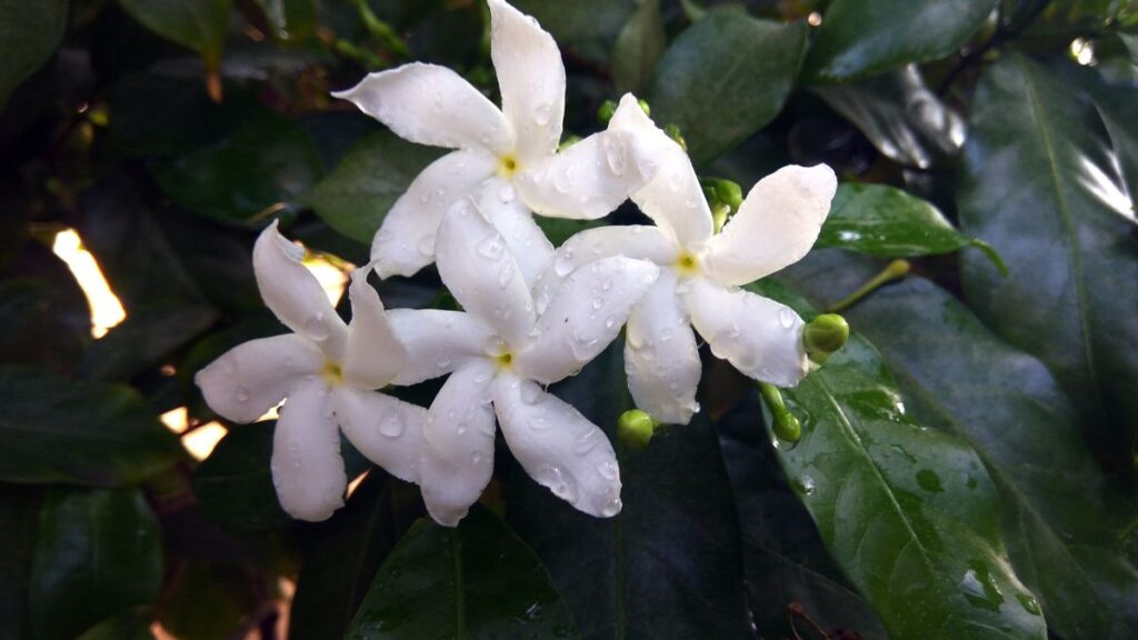 Saiba qual árvore perfumada para cultivar em vaso e valoriza seu jardim Saiba qual árvore perfumada para cultivar em vaso e valoriza seu jardim