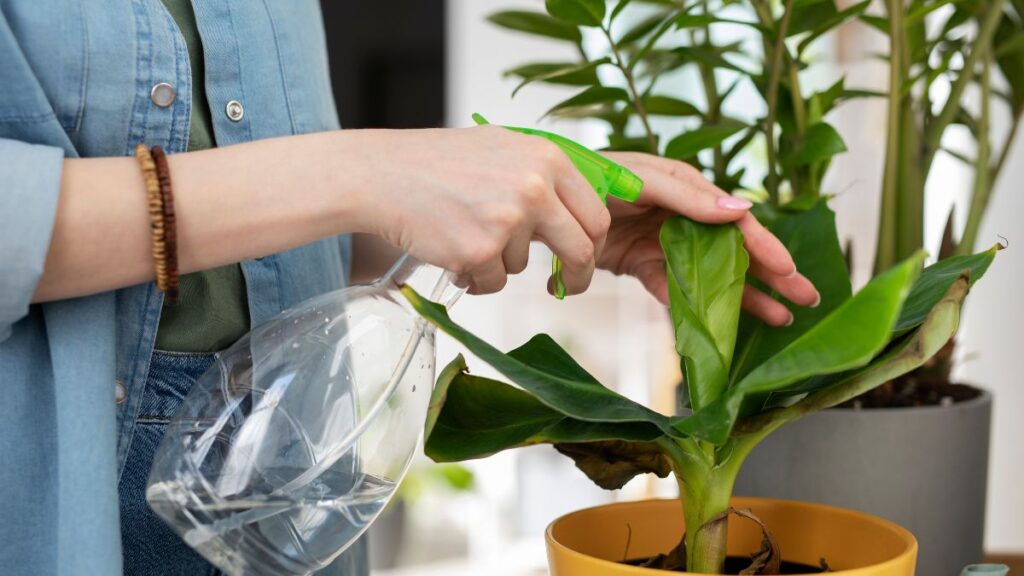 Por que borrifar água com bicarbonato pode ajudar suas plantas Por que borrifar água com bicarbonato pode ajudar suas plantas