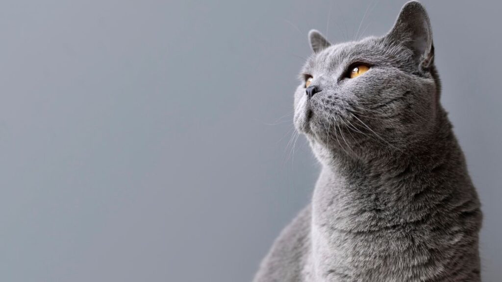 Como eliminar o cheiro de xixi de gato da casa e evitar que volte