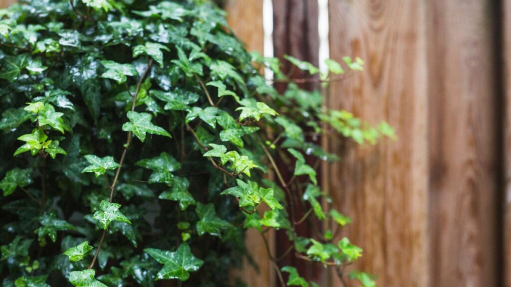 Conheça a planta ideal para parede e que perfuma a casa