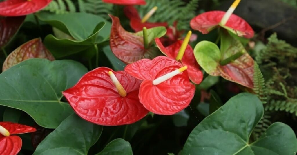 Close-up de flores de Antúrio vermelhas vibrantes com espádices amarelos e brancos. As flores possuem uma textura brilhante e cerosa, cercadas por folhas verdes largas e samambaias ao fundo, em um cenário de jardim natural.