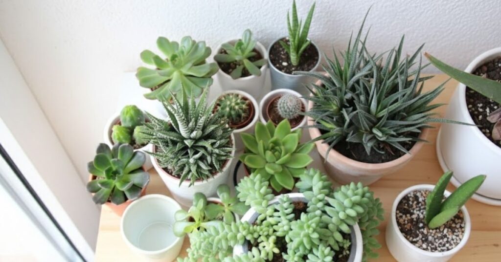 Conjunto de suculentas e pequenos cactos em vasos claros, dispostos sobre prateleira de madeira próxima à janela, em ambiente interno iluminado.