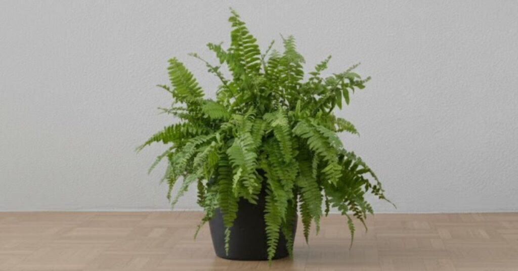A planta que age como ‘ar-condicionado’ contra o calor dentro de casa Samambaia-de-boston em vaso preto posicionada no chão de uma sala, com folhas verdes volumosas que ajudam a melhorar o conforto do ambiente interno