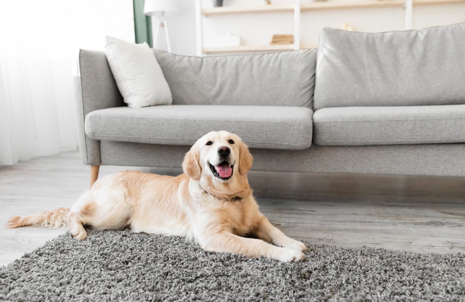 Quer um cachorro calmo em casa? Essas 5 raças são conhecidas pela tranquilidade cachorro de temperamento calmo deitado na sala de estar, ilustrando raças ideais para quem busca tranquilidade e rotina silenciosa em casa