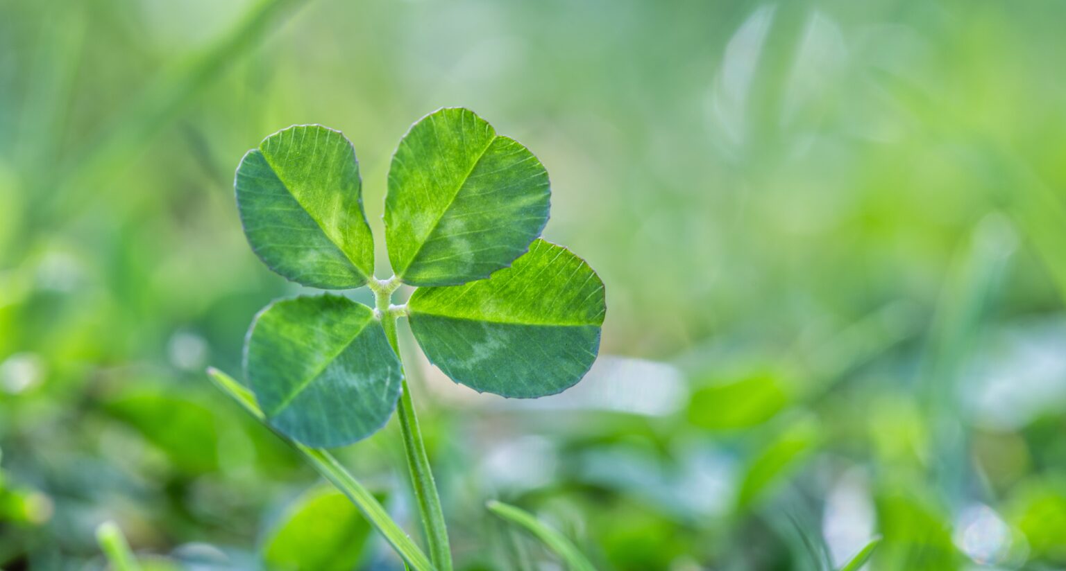 Quatro plantas associadas à prosperidade que podem atrair dinheiro e equilíbrio Trevo-da-sorte, uma das plantas associadas à prosperidade e à atração de boas energias, em ambiente natural verde