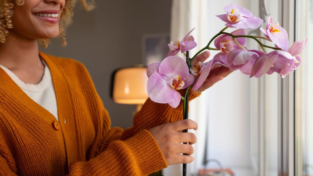Como salvar sua orquídea e vê-la florir novamente