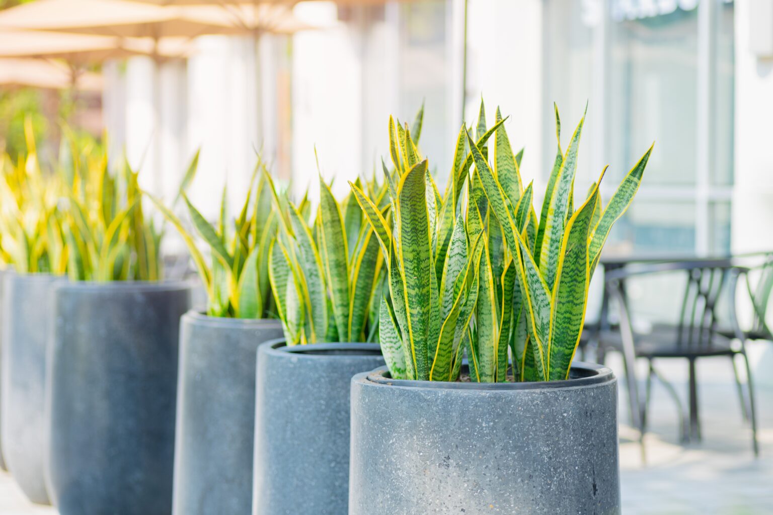 Espada-de-São-Jorge em vasos decorativos alinhados em ambiente interno bem iluminado, planta resistente usada na decoração de casas e apartamentos