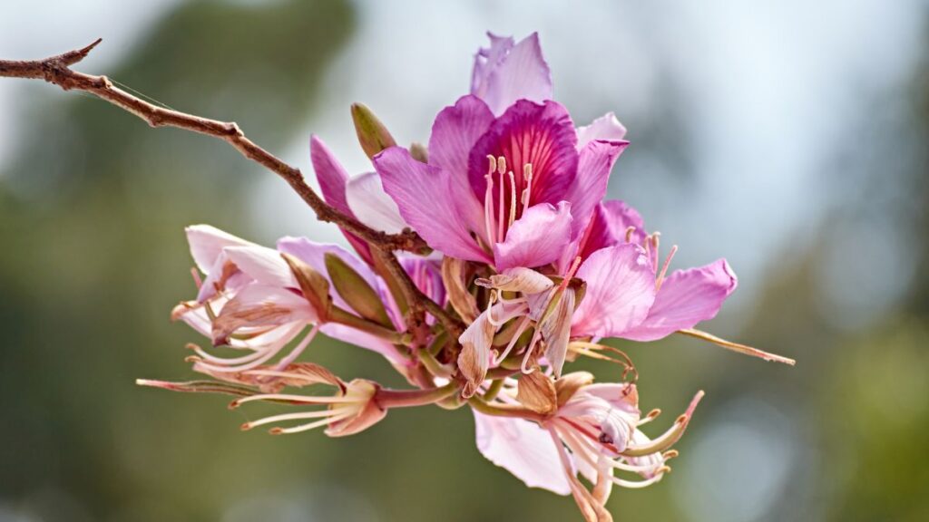 Conheça a flor exuberante encanta pela cor, resistência e perfume azaleia flor resistente jardim