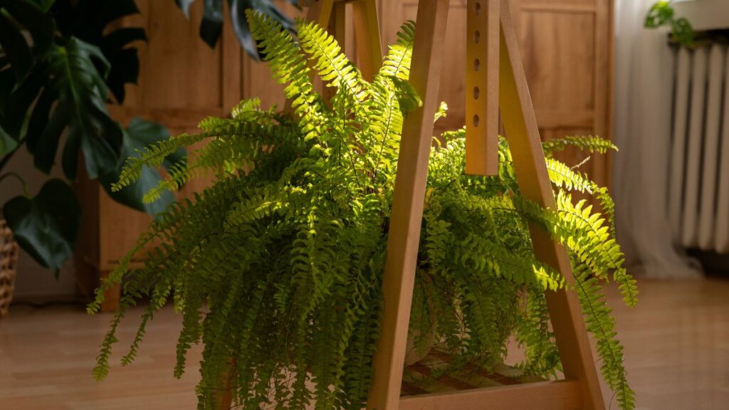 Plantas que sobrevivem e brilham mesmo com pouco sol em casa Plantas que sobrevivem e brilham mesmo com pouco sol em casa
