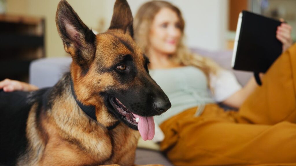 10 raças de cães conhecidas por proteger bem a família Pastor-alemão deitado no sofá ao lado de tutora em casa, ilustrando uma das raças de cães com perfil protetor mais conhecidas no convívio familiar