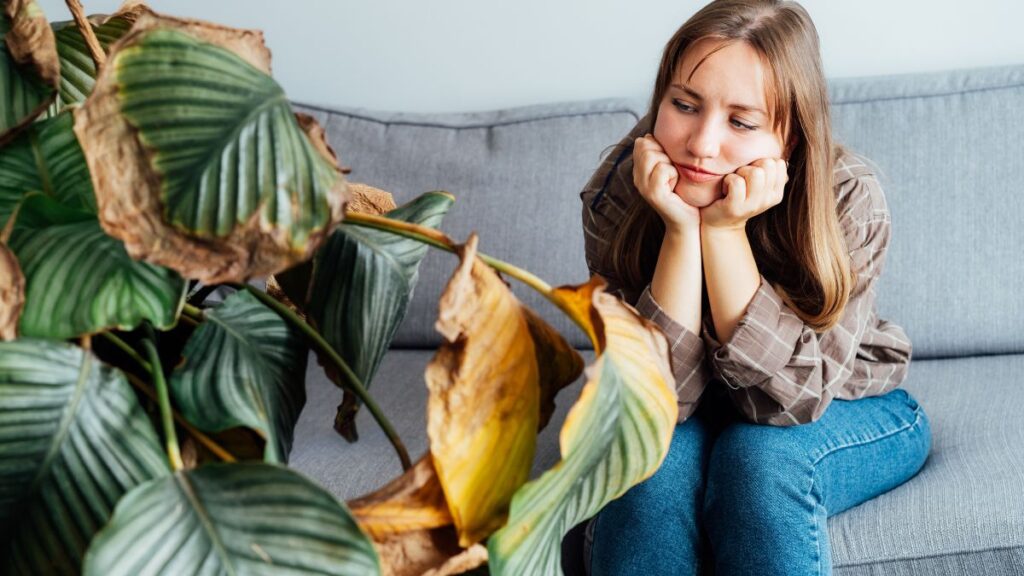 Mulher observando planta com folhas amarelas e secas em ambiente interno, mostrando sinais de problema no cuidado com a planta