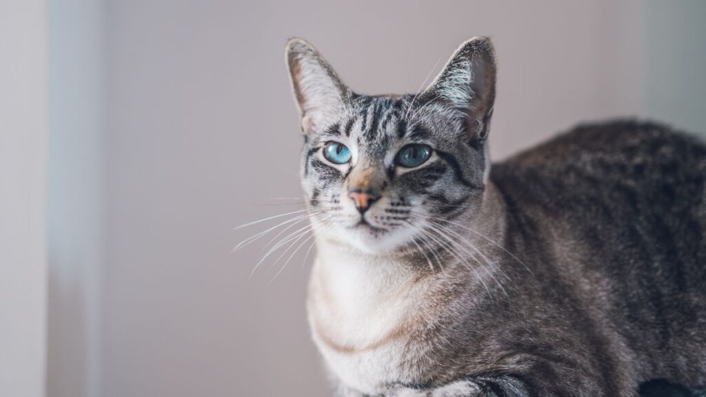 Proibido deixar gatos sozinhos? Lei surpreende donos Uma foto de um gato listrado de olhos azuis