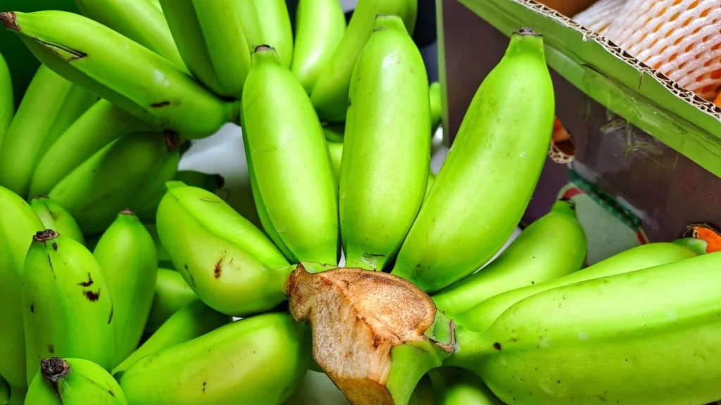 Biomassa de banana verde: bananas verdes frescas utilizadas no preparo para saúde intestinal