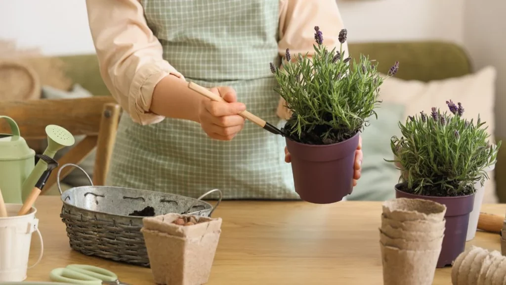 Lavanda em vaso sendo plantada com substrato adequado para garantir drenagem e crescimento saudável