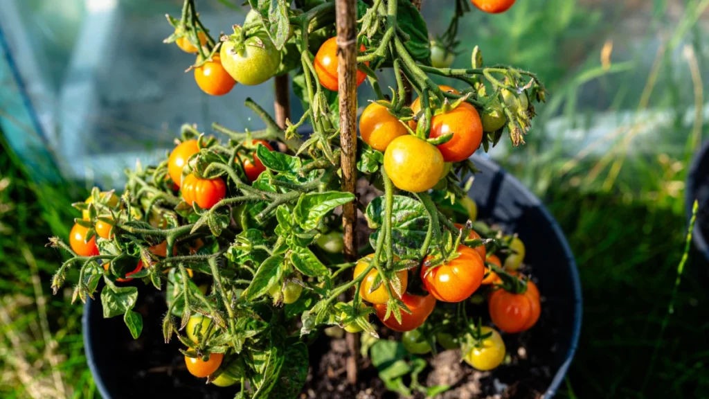 Planta de tomate-cereja carregada de frutos maduros cultivada em vaso na horta doméstica