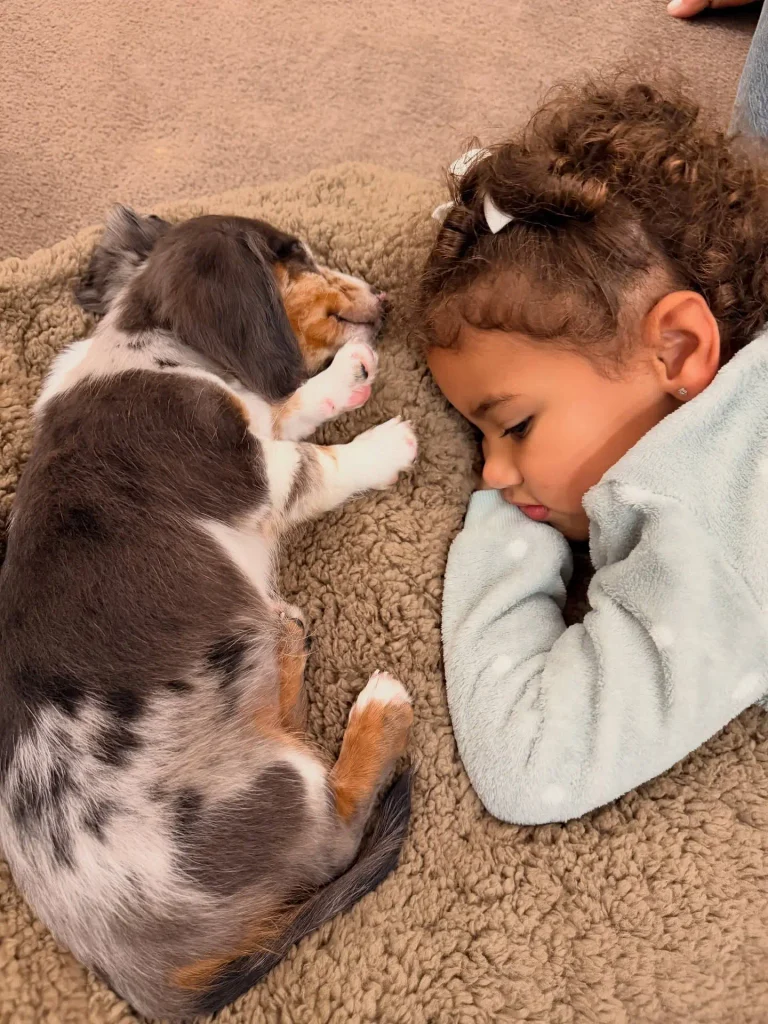 Bruna Biancardi surpreende com novo integrante da família: 'Não definimos o nome' 1 Mavie com o filhote de Dachshund