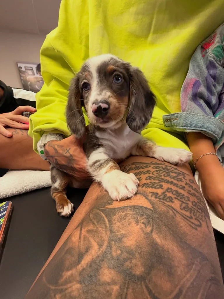 Bruna Biancardi surpreende com novo integrante da família: 'Não definimos o nome' 5 Filhote de Dachshund na perna de Neymar Jr.