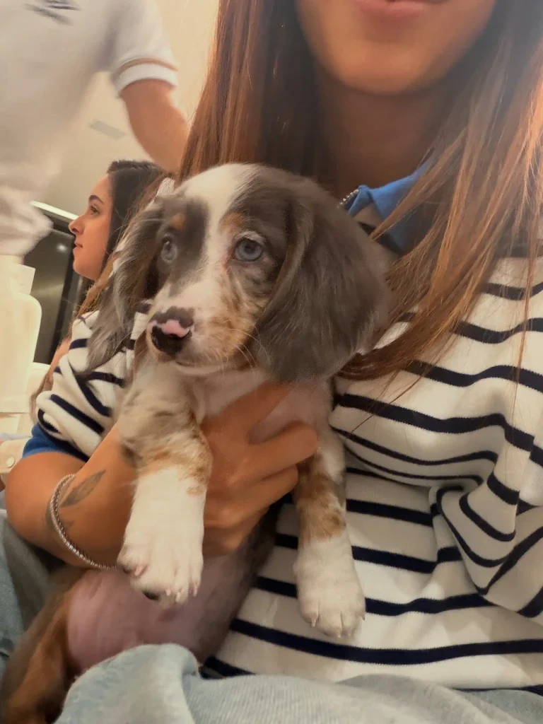 Bruna Biancardi surpreende com novo integrante da família: 'Não definimos o nome' 2 Bruna Biancardi com o filhote de Dachshund no colo